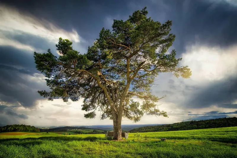 Biological intelligence